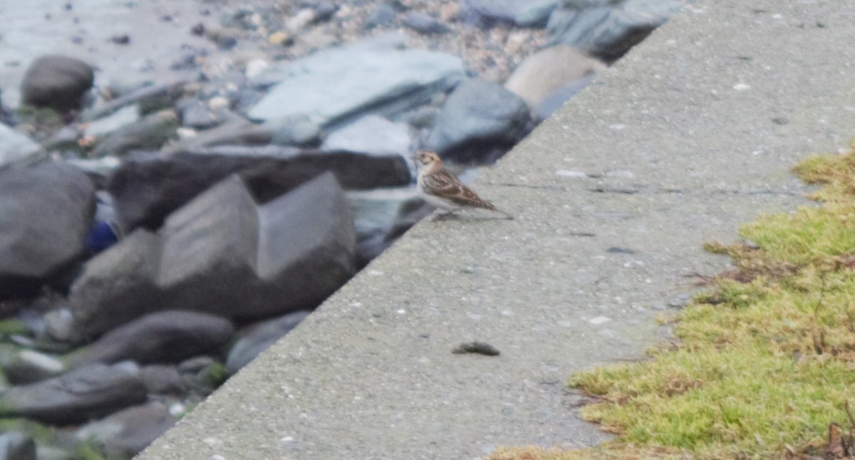 Lapland Longspur - ML401201211