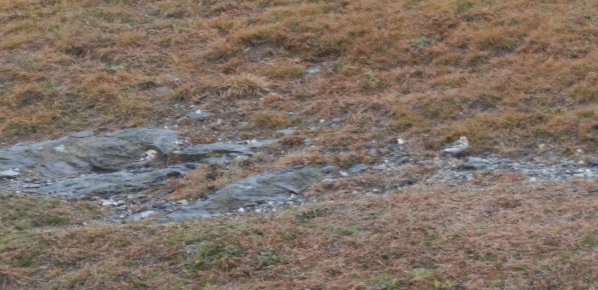 Snow Bunting - ML401201471