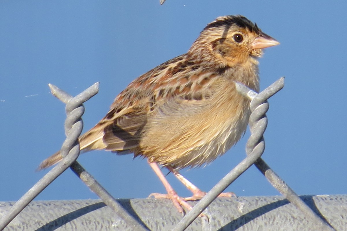 Grasshopper Sparrow - ML401202751