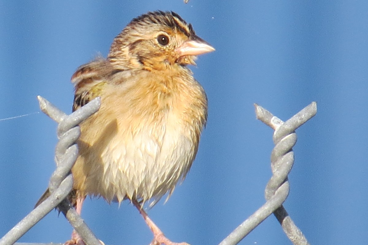 Grasshopper Sparrow - ML401202931