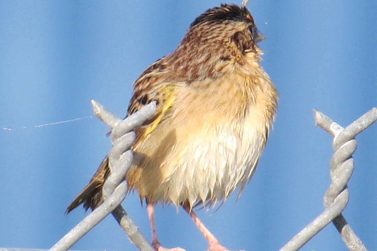 Grasshopper Sparrow - ML401202961