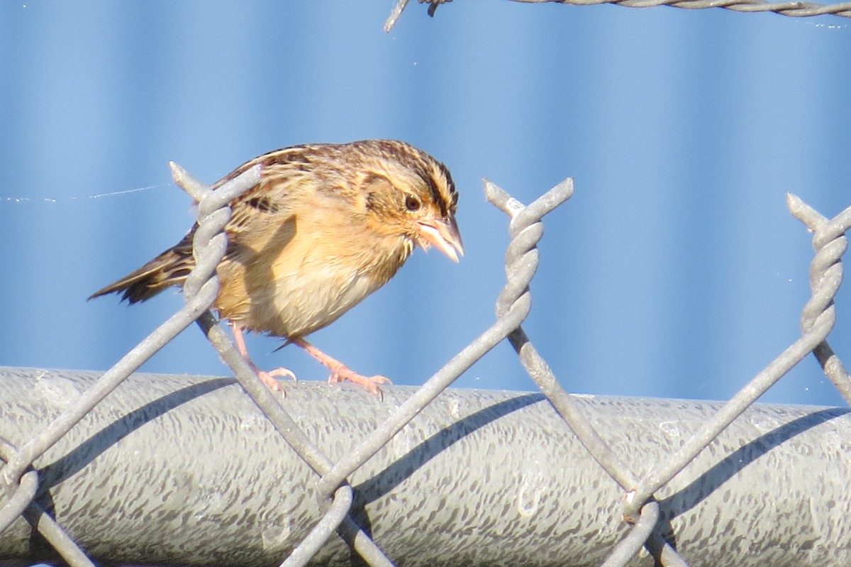 Grasshopper Sparrow - ML401203021