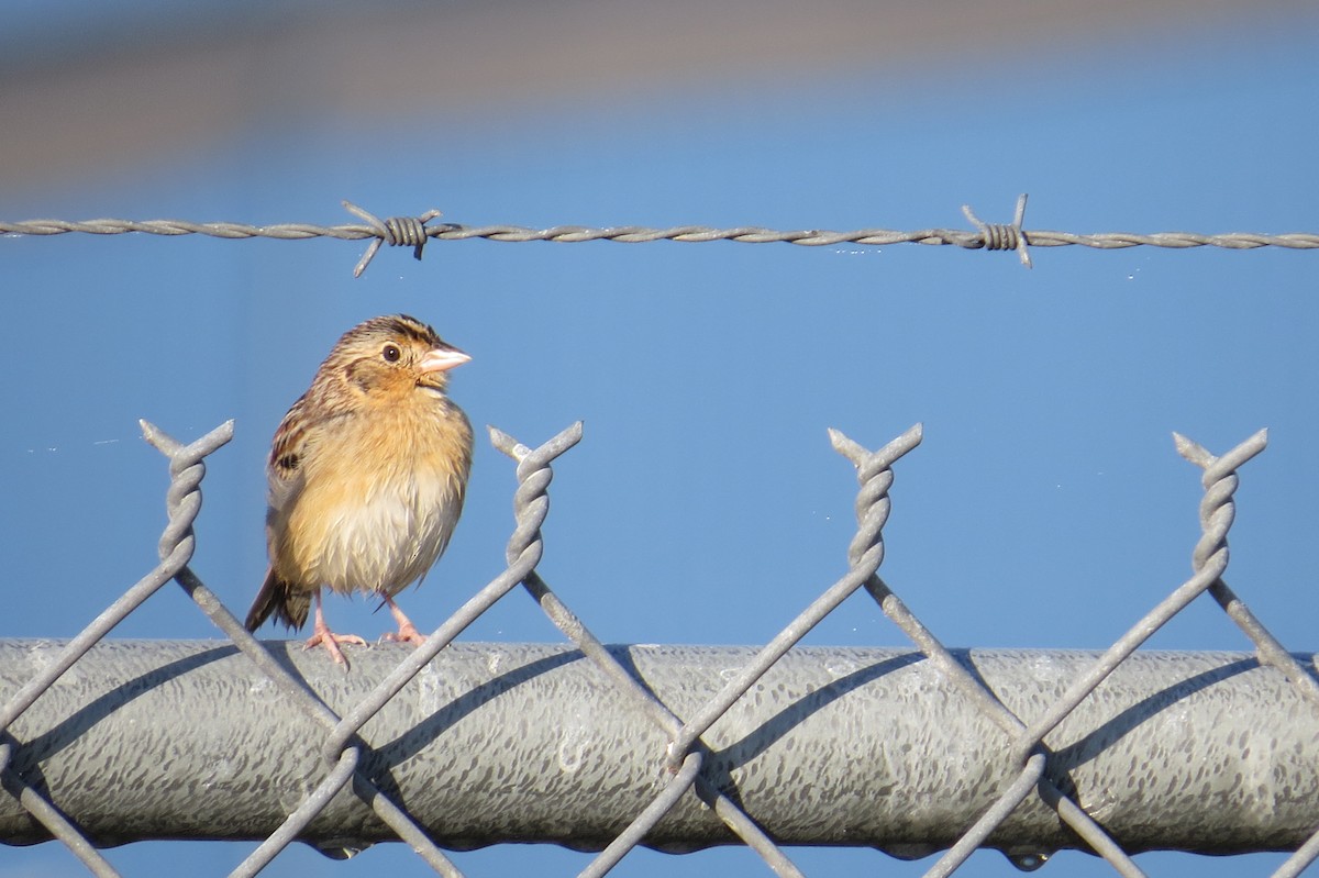Grasshopper Sparrow - ML401203031