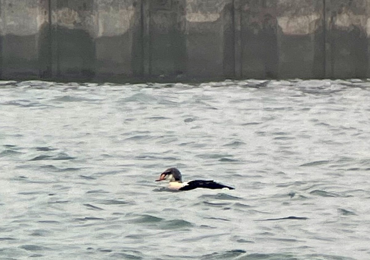 King Eider - ML401203451