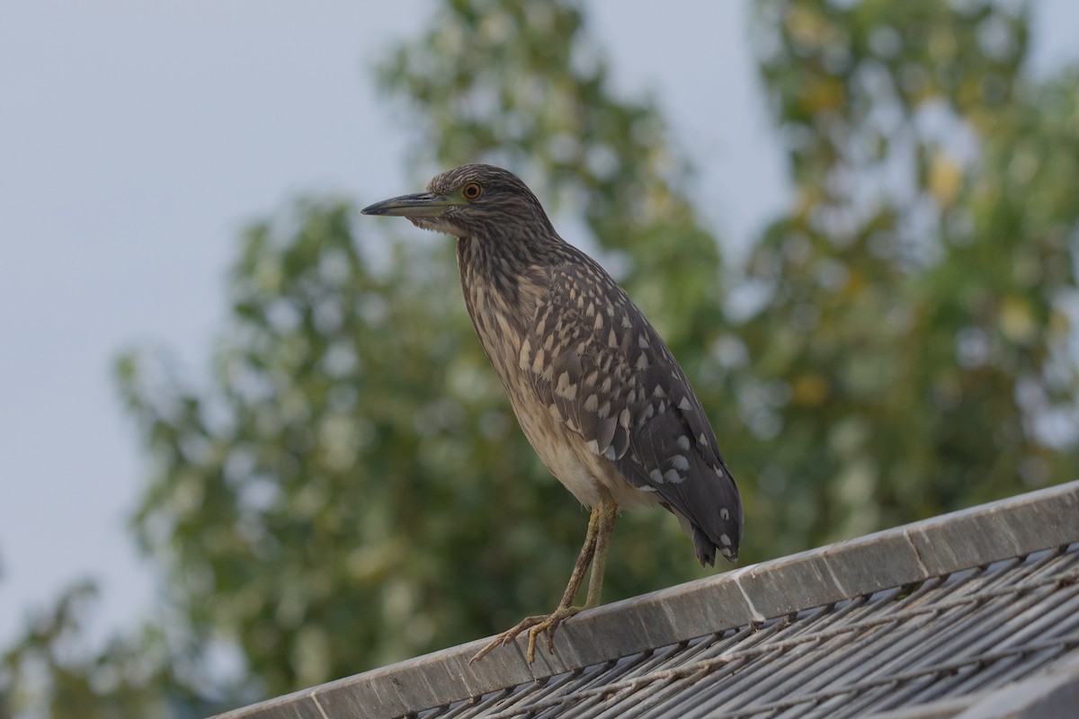 Black-crowned Night Heron - netanel yarkoni