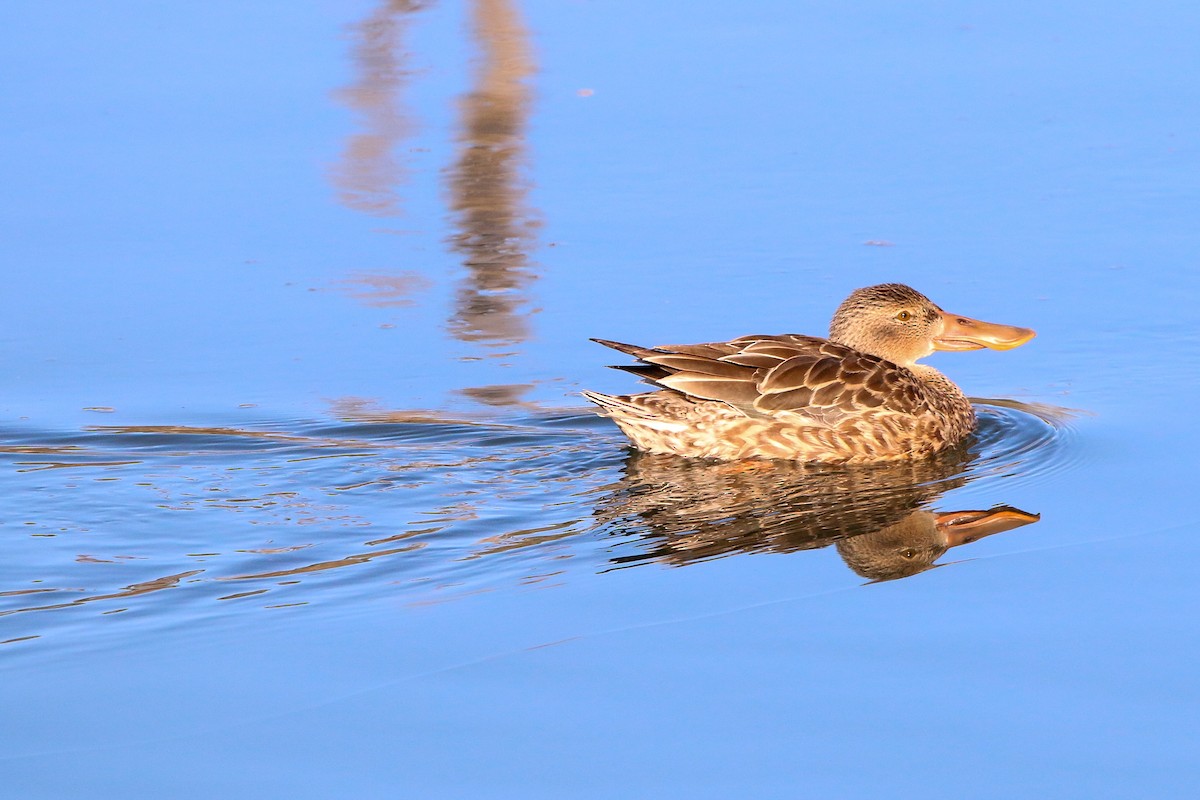 Northern Shoveler - ML401204171