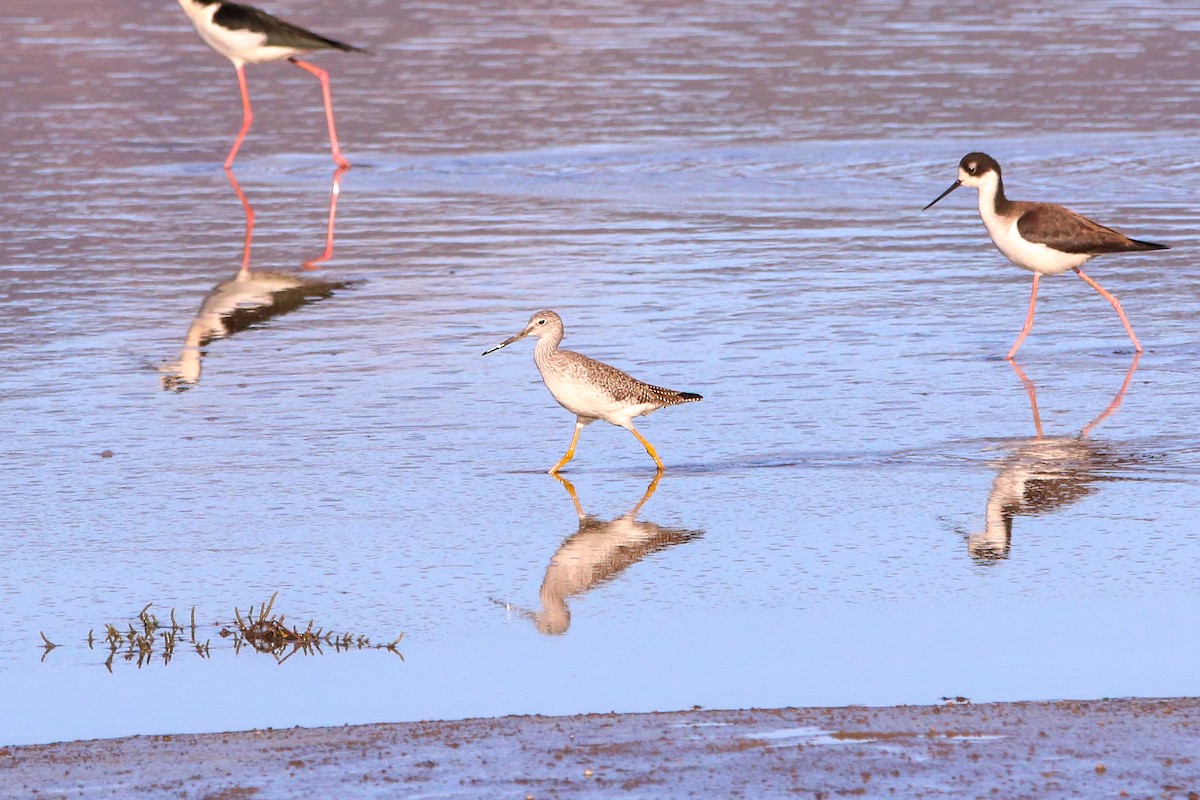 Greater Yellowlegs - ML401204231