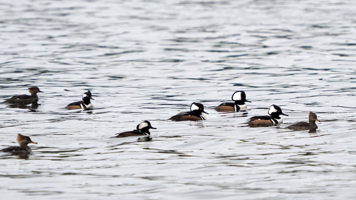 Hooded Merganser - ML401204521