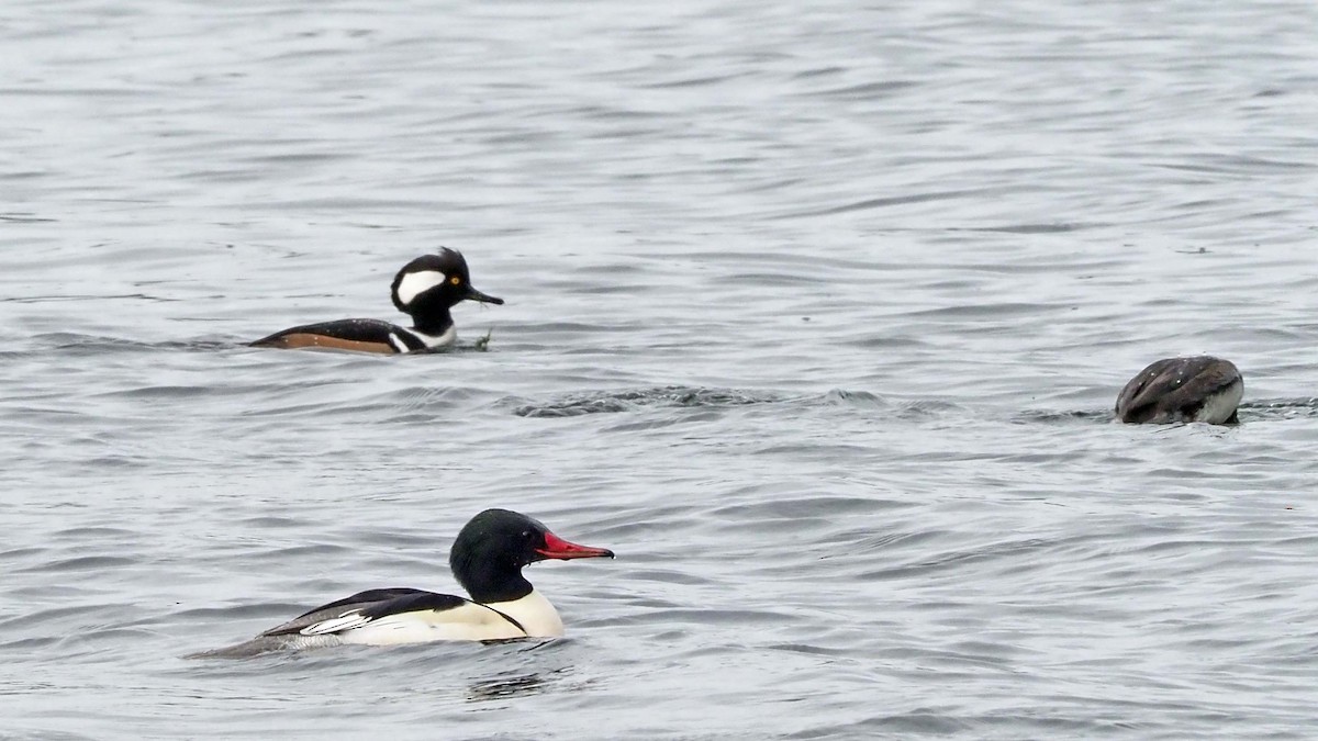 Common Merganser - ML401204671