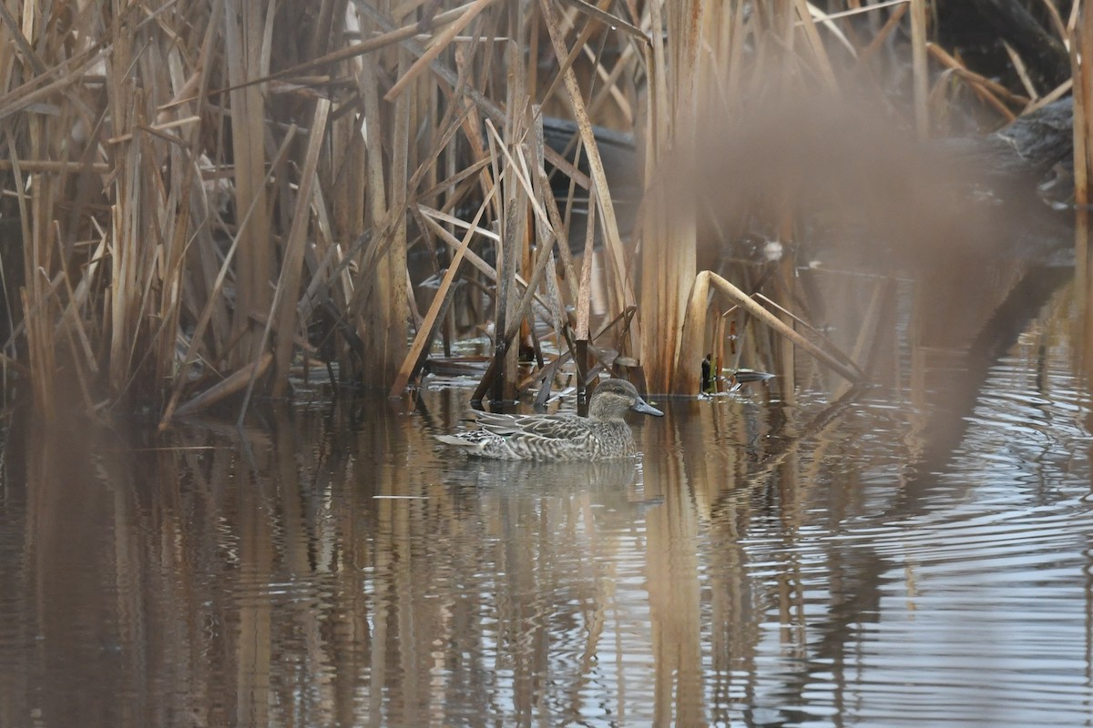 Green-winged Teal - ML401204691