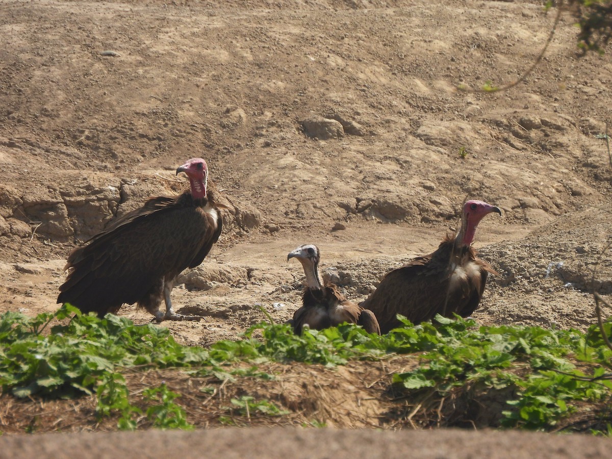 Hooded Vulture - ML401204921