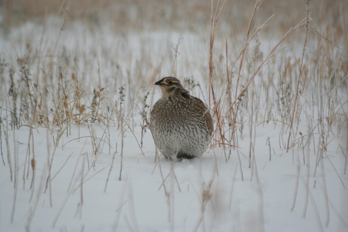 Sharp-tailed Grouse - David Catlin