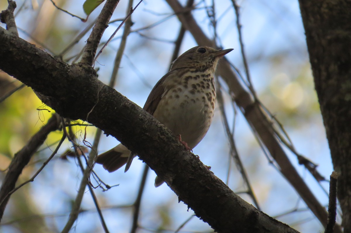 Hermit Thrush - ML401205081