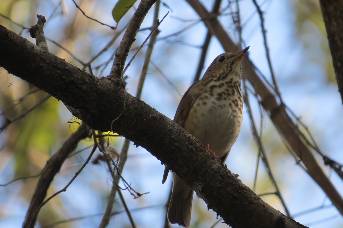 Hermit Thrush - ML401205091