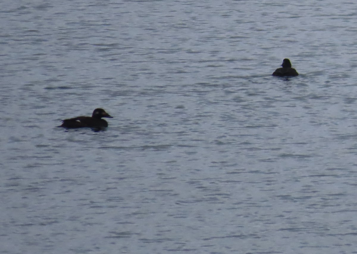 White-winged Scoter - ML401205501