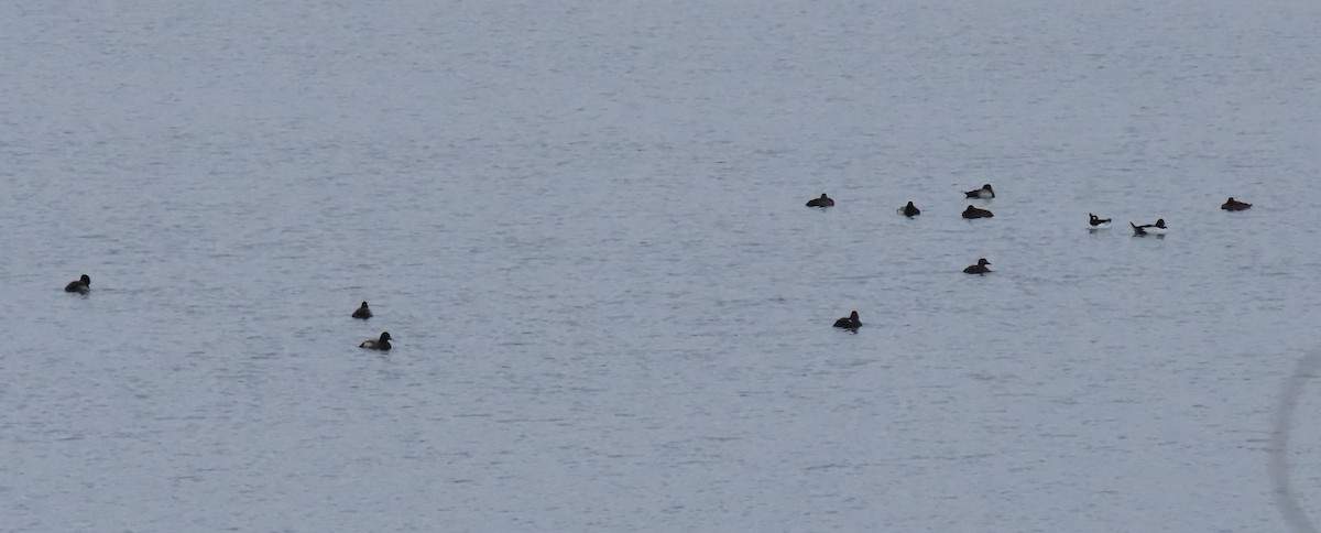 Greater Scaup - Pamela Hunt