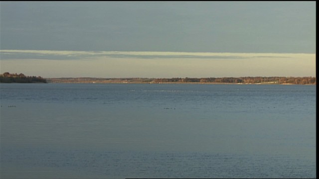 Mouette de Bonaparte - ML401206