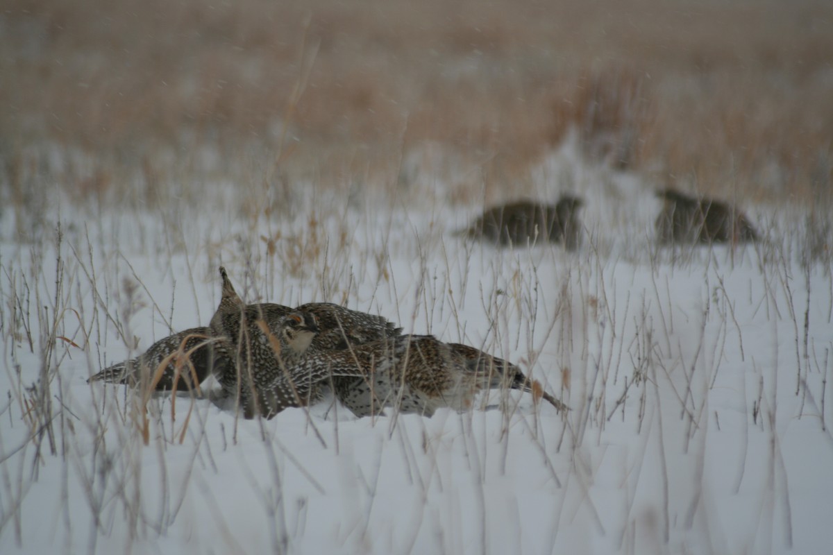 Sharp-tailed Grouse - David Catlin