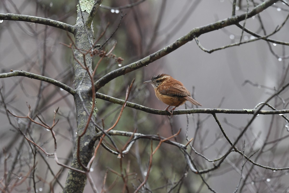 Carolina Wren - ML401206211