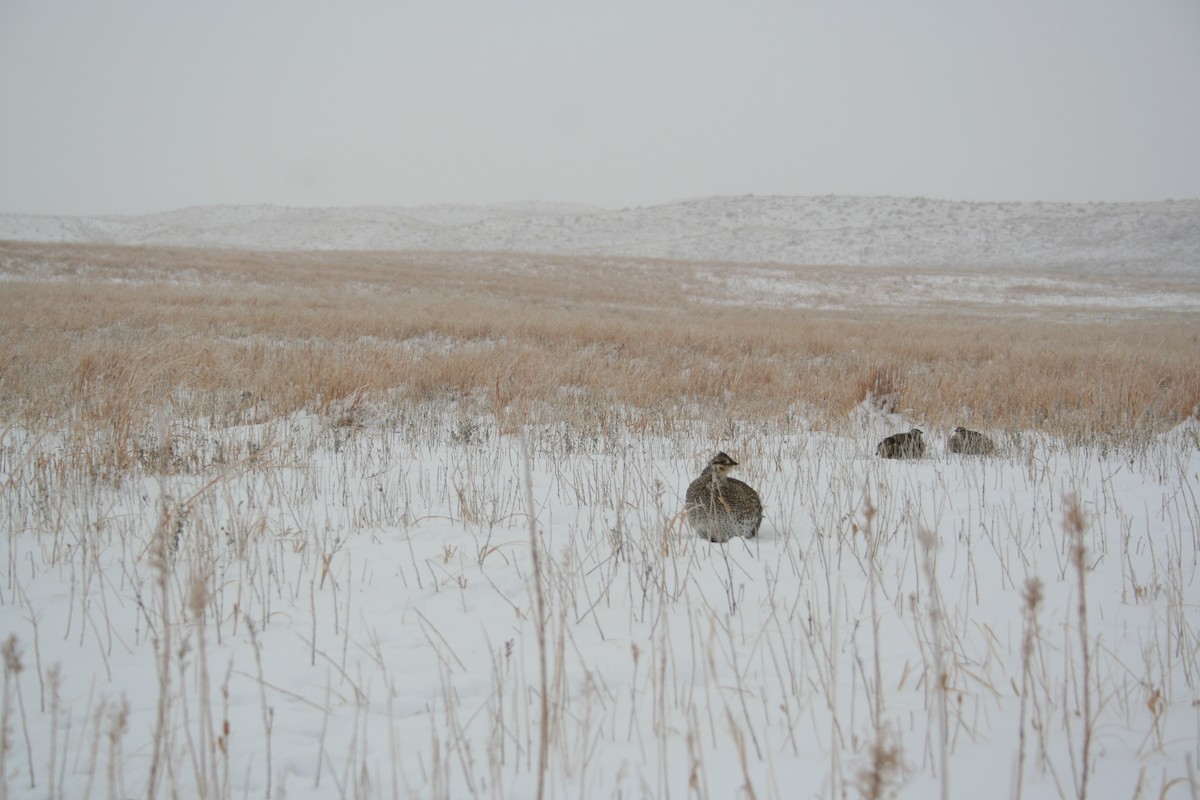 Sharp-tailed Grouse - ML40120661