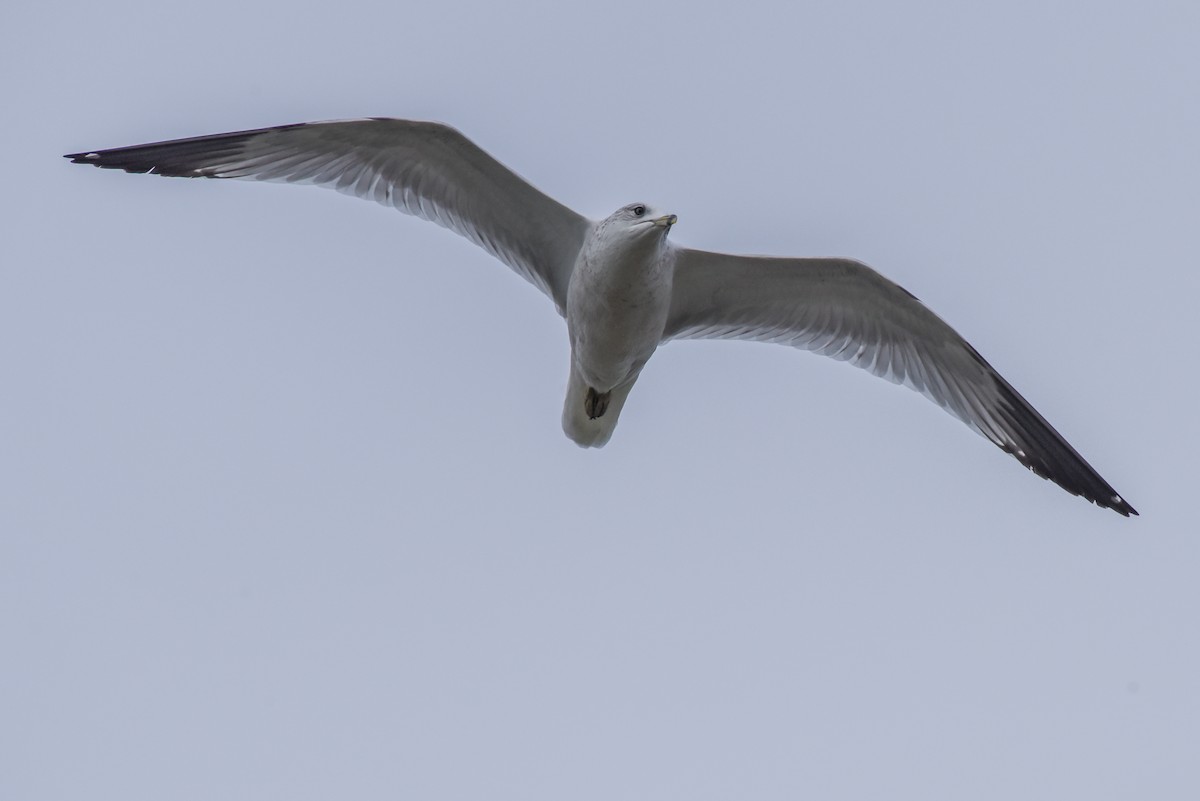 Ring-billed Gull - ML401206651