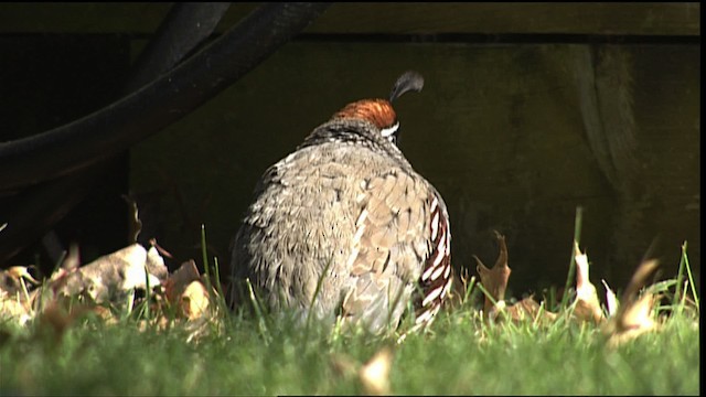Gambel's Quail - ML401207