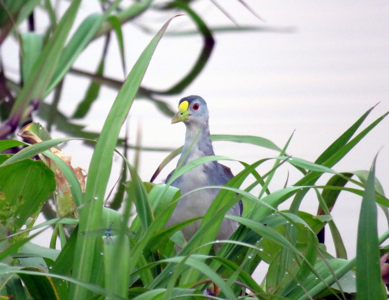 Azure Gallinule - ML401207581