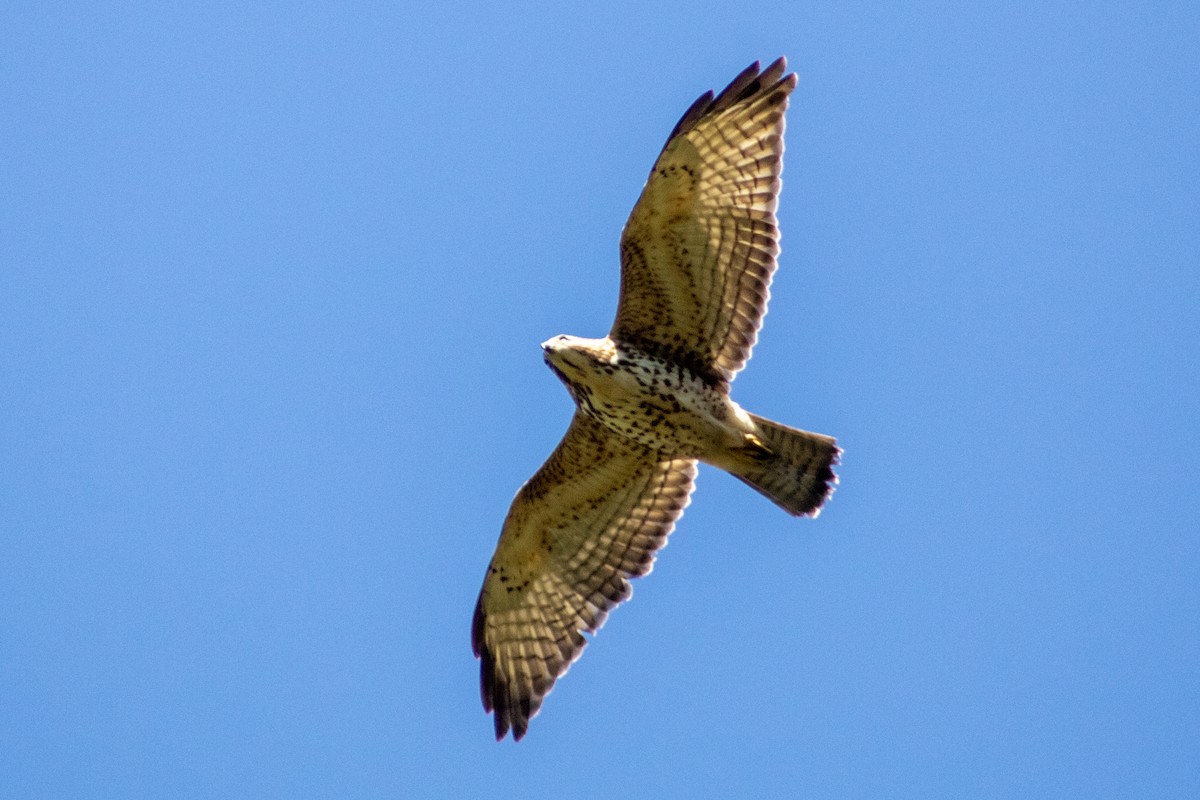 káně širokokřídlá (ssp. platypterus) - ML401208581