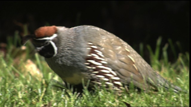 Gambel's Quail - ML401209