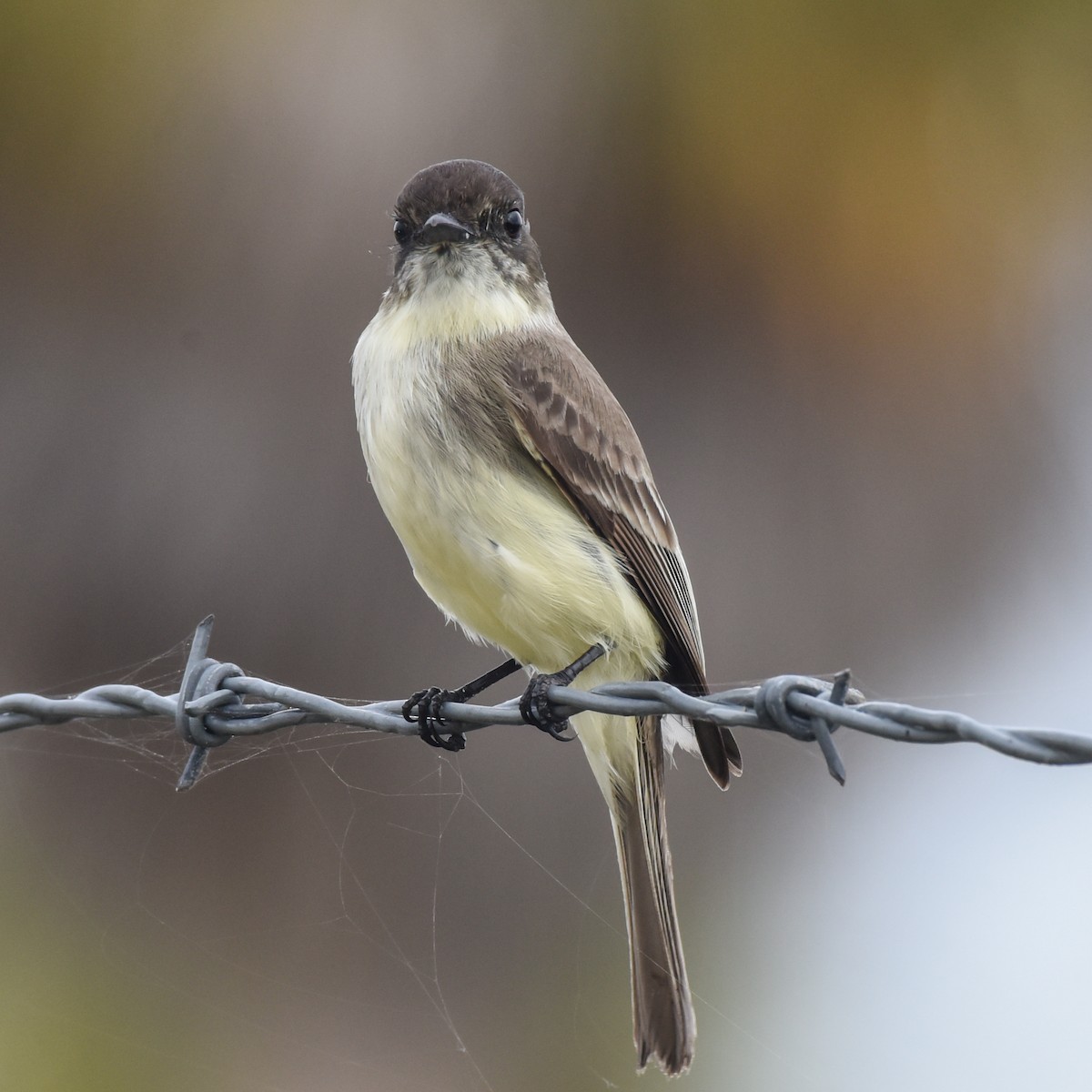 Eastern Phoebe - ML401209641