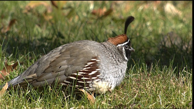 Gambel's Quail - ML401210