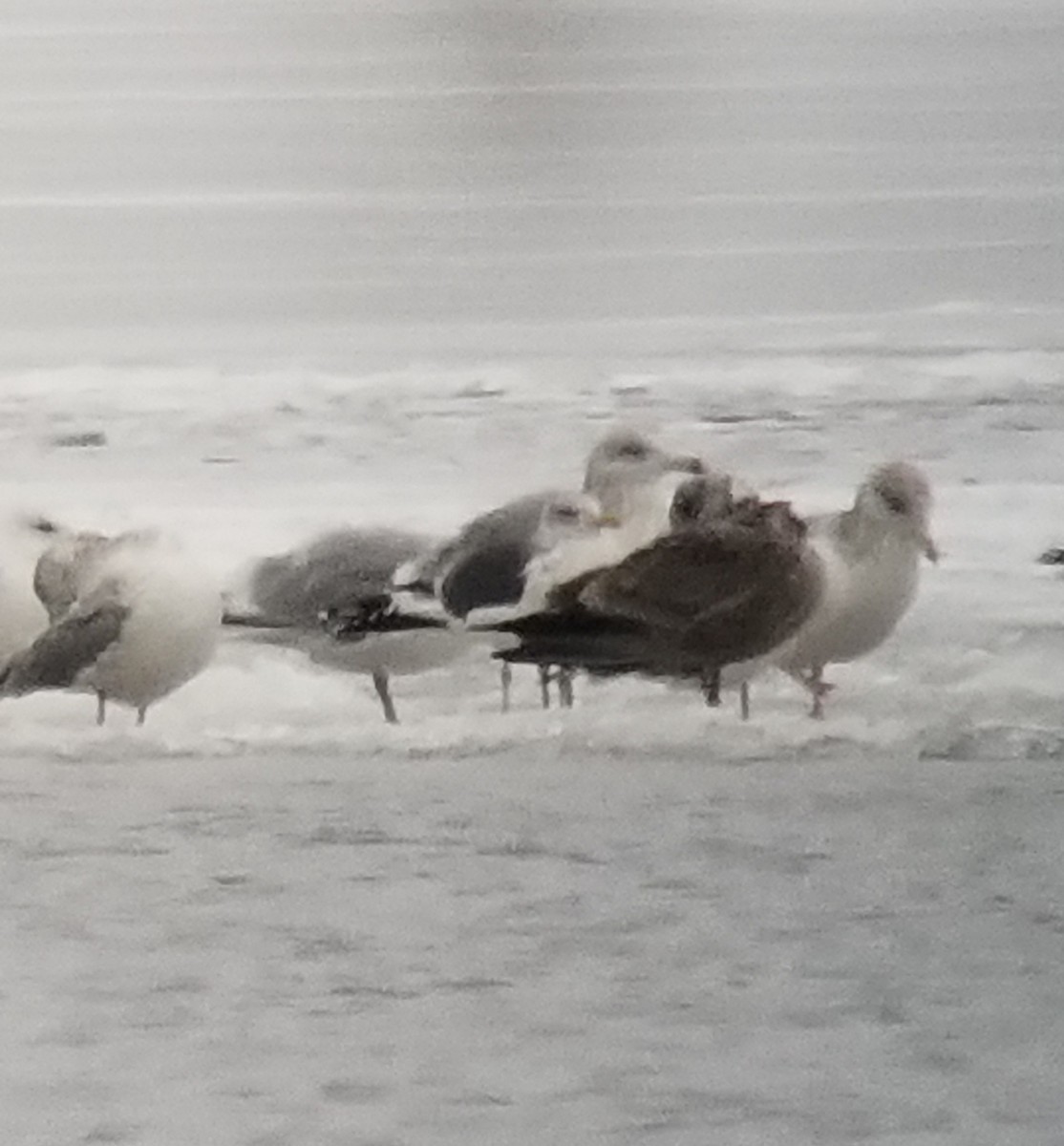 Lesser Black-backed Gull - ML401210961