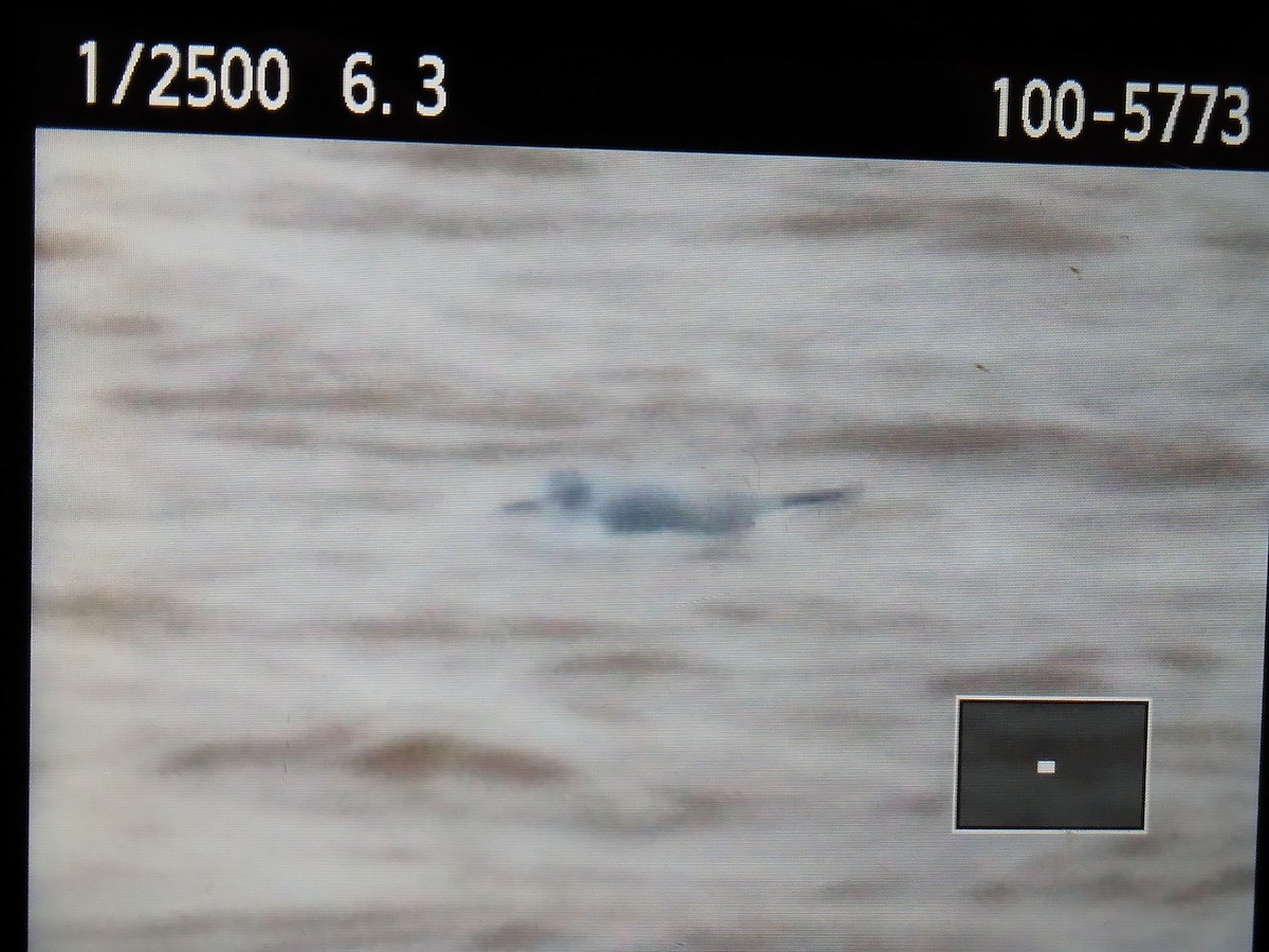 Bonaparte's Gull - ML401211431