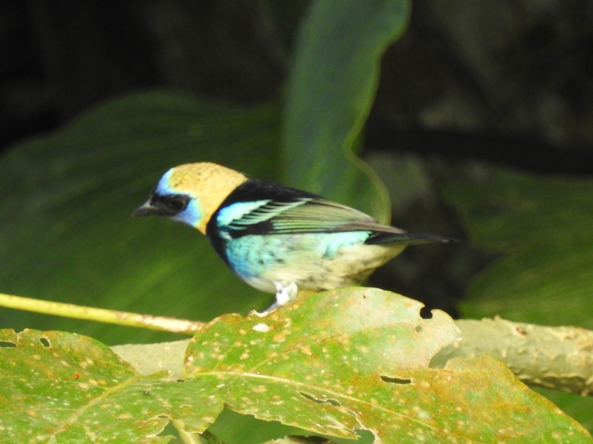 Golden-hooded Tanager - ML401211651