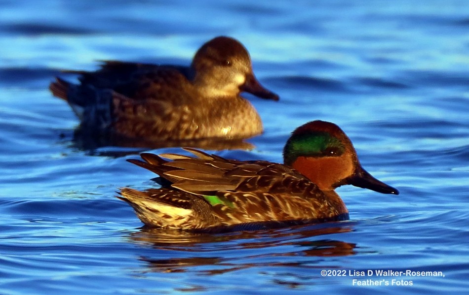 Green-winged Teal - ML401211711