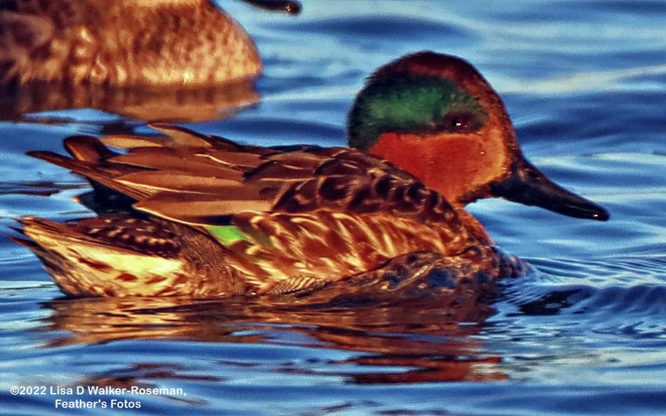 Green-winged Teal - ML401211731