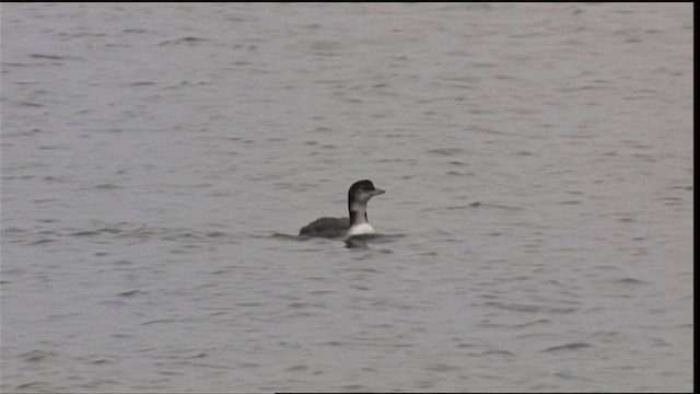 Common Loon - ML401212