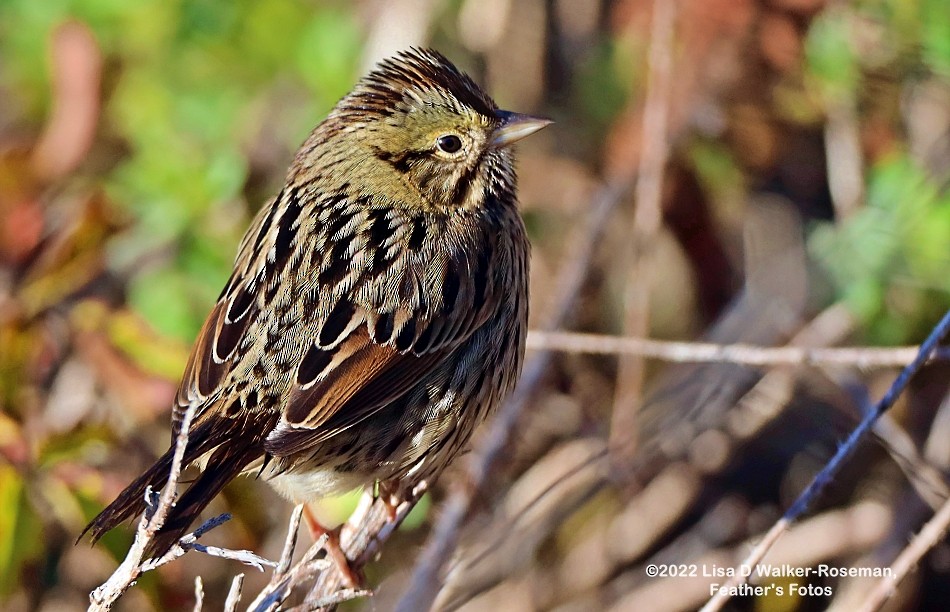 Lincoln's Sparrow - Lisa Walker-Roseman