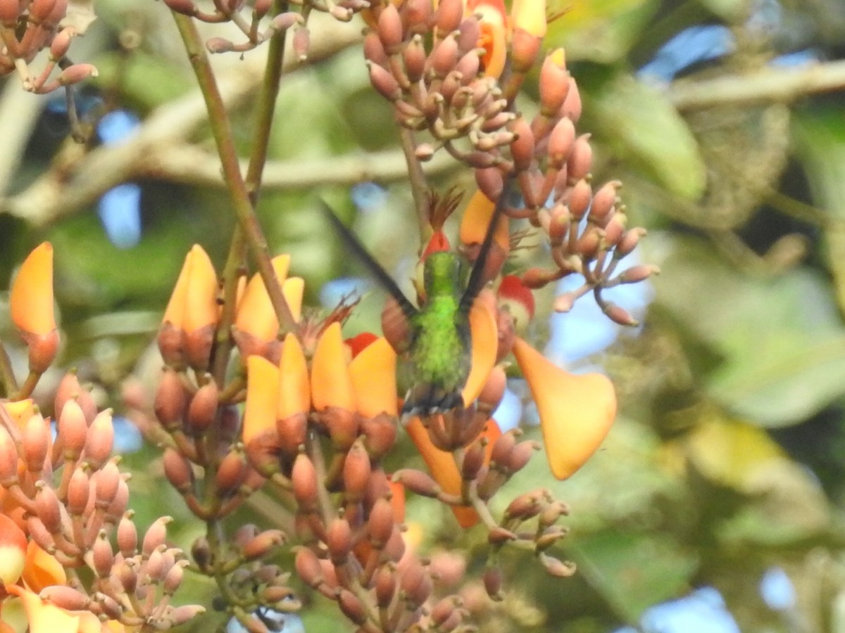 Green-breasted Mango - ML401212181