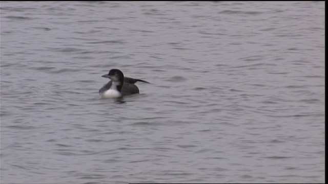 Common Loon - ML401213