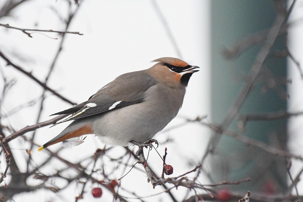 Jaseur boréal - ML401213031
