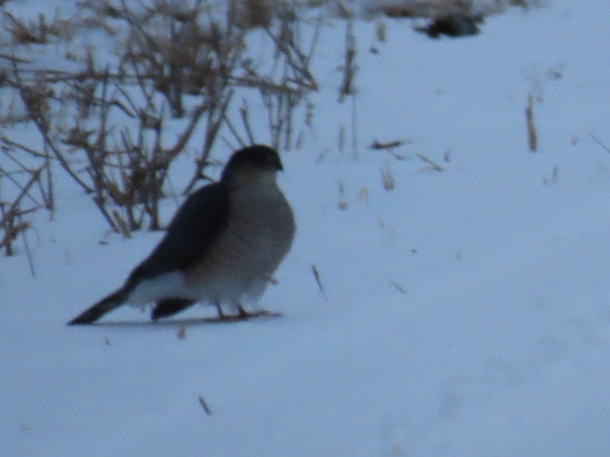 Sharp-shinned Hawk - ML401213271