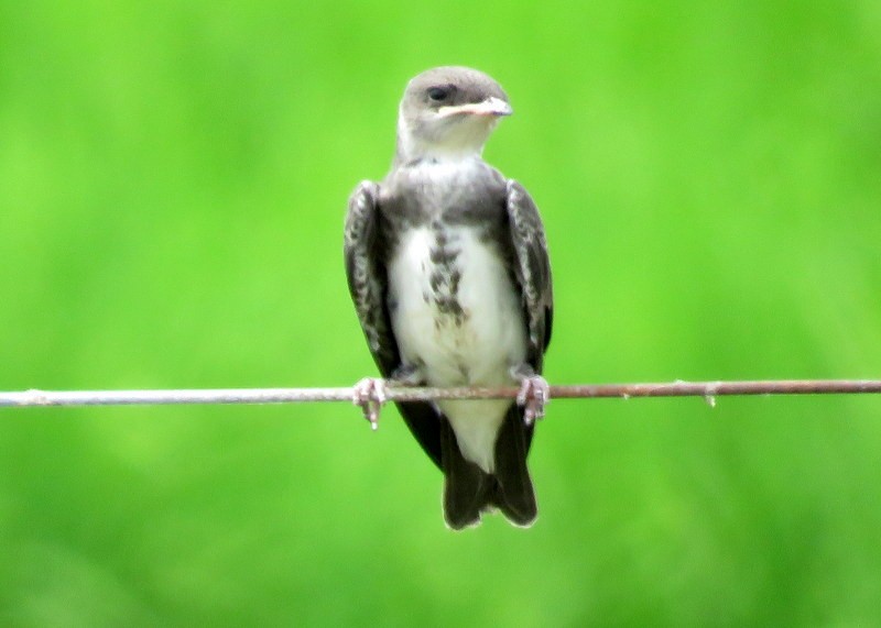 Brown-chested Martin - Juan Muñoz de Toro