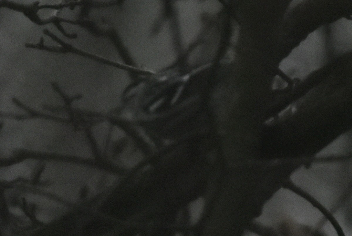 Black-and-white Warbler - Kori Sedmak