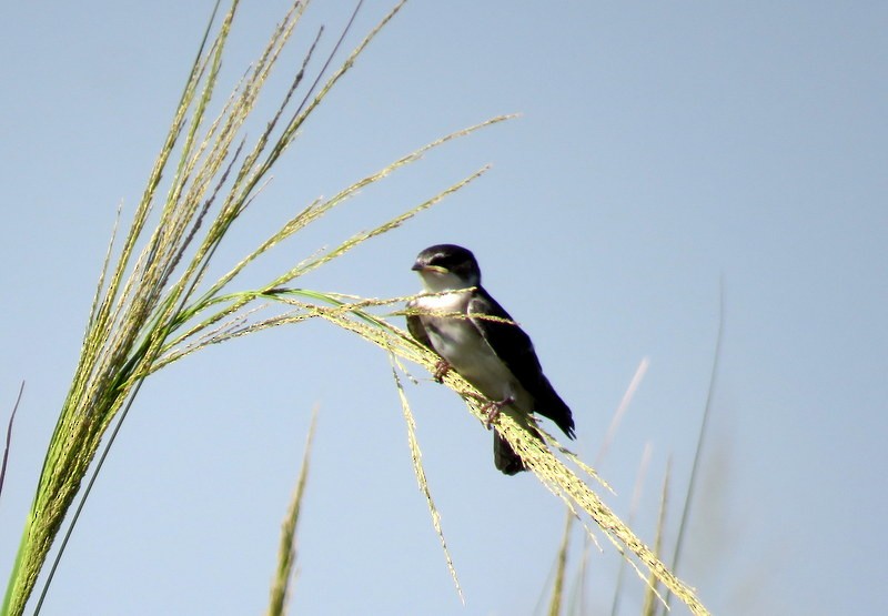 White-rumped Swallow - Juan Muñoz de Toro