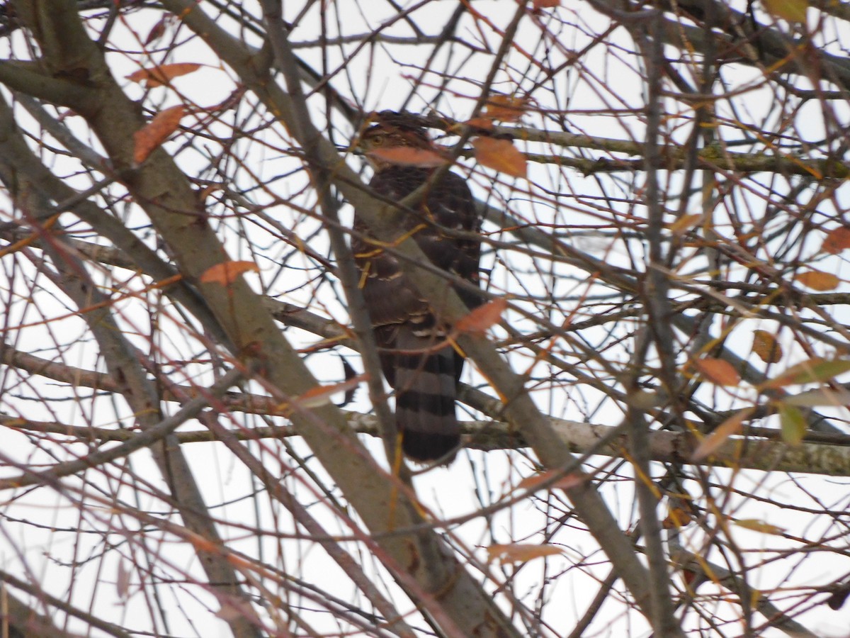 Cooper's Hawk - ML401214131