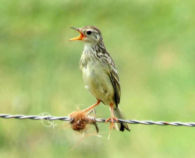 Yellowish Pipit - Juan Muñoz de Toro