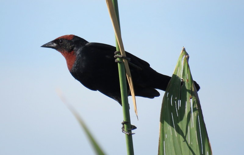 Chestnut-capped Blackbird - ML401215471