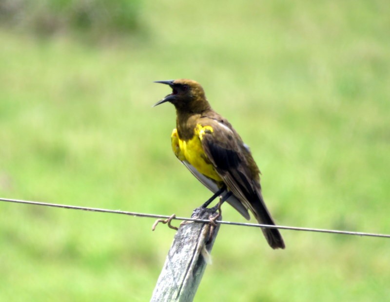 Brown-and-yellow Marshbird - Juan Muñoz de Toro