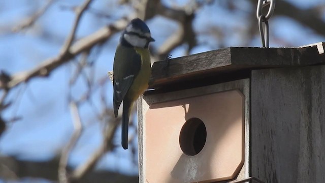 Eurasian Blue Tit - ML401218151